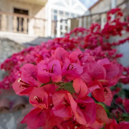 Nobela アラカティ